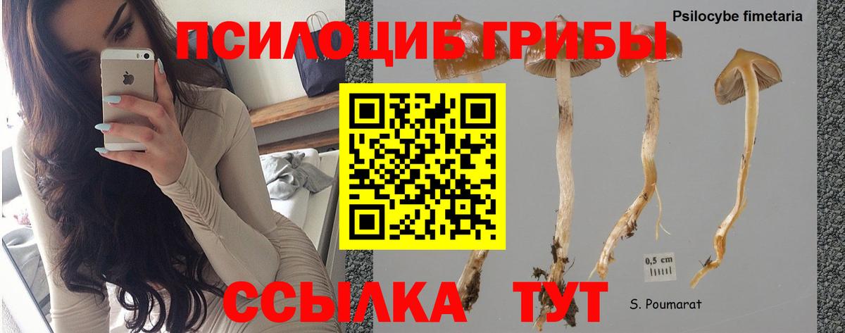 Галлюциногенные грибы GOLDEN TEACHER  Зерноград  Галлюциногенные грибы MAGIC MUSHROOMS 